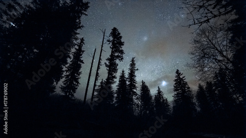 Douglas fir tree silhouette in the McKenzie Valley at night under starlight