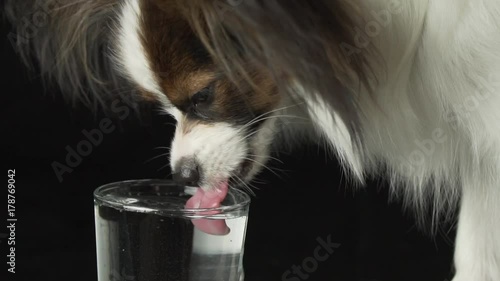 Beautiful young male dog Continental Toy Spaniel Papillon drinks clean water from a glass on black background slow motion stock footage video photo