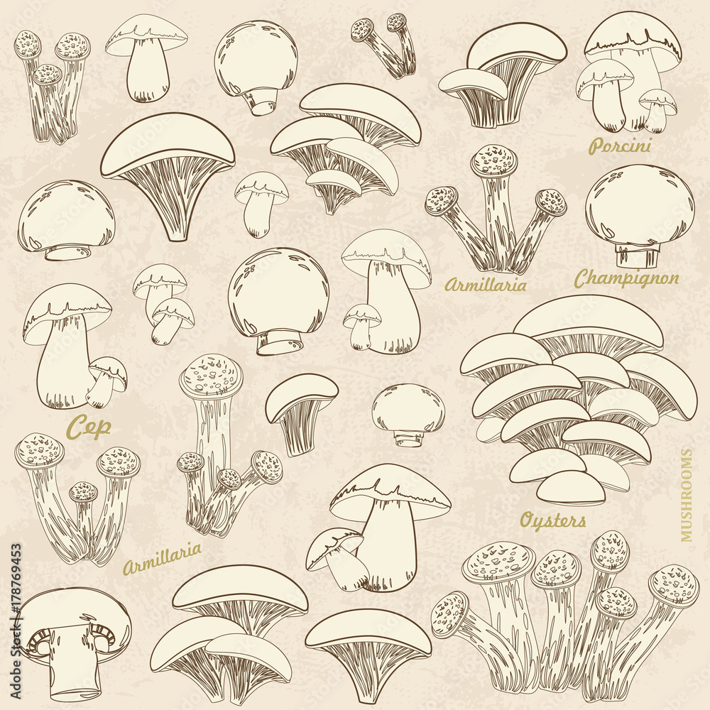Obraz premium vintage collection of sketch mushrooms for your design