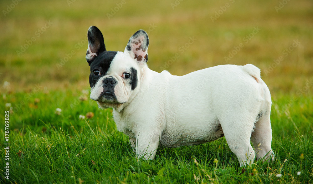 Piebald French Bulldog outdoor portrait standing in grass