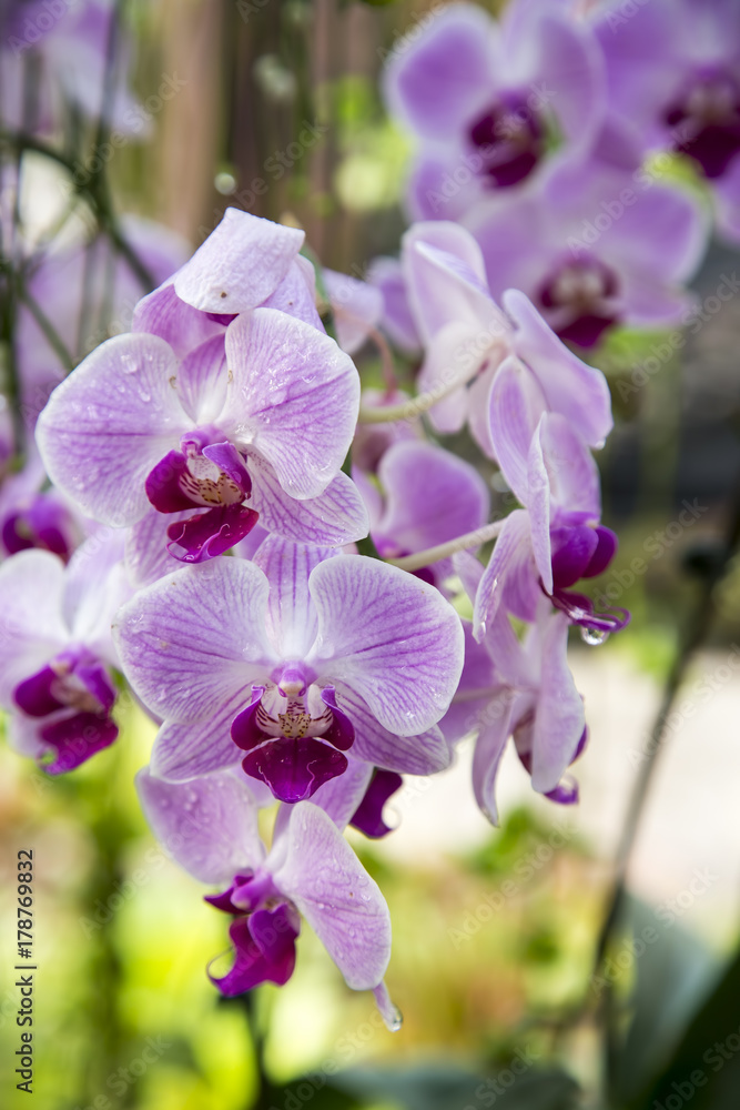Obraz premium Purple orchid flower