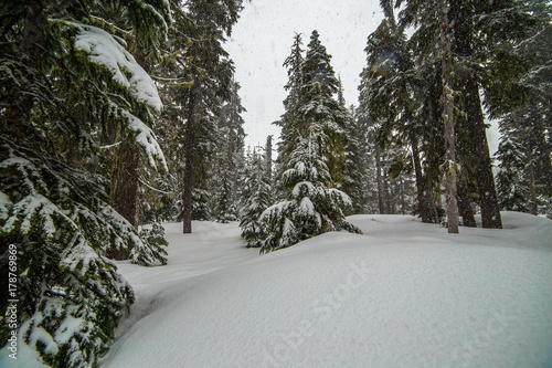 Forest in Winter on Mt. Hood