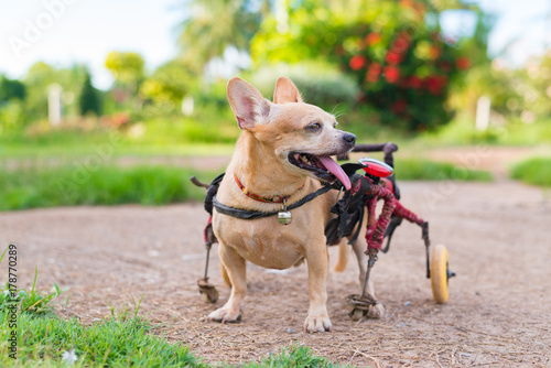 Fototapeta Naklejka Na Ścianę i Meble -  Cute little dog in wheelchair or cart walking in grass field..