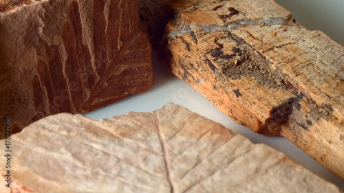 Close up group of fossils leaf petrified wood and dawn redwood from same Oregon formations as John Day Fossil Beds national monument on white photo