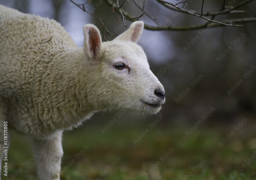 Lamb in field Lamb in field