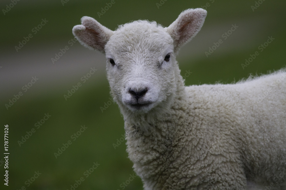 Lamb in field