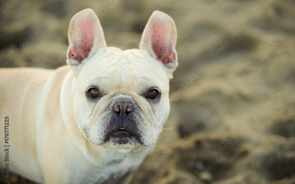French Bulldog outdoor portrait against sand
