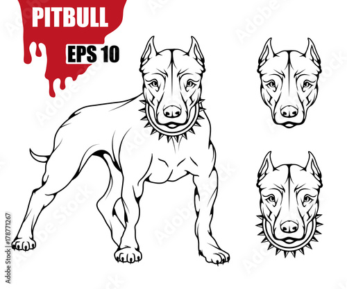 Pit bull terrier icon.Dog collection