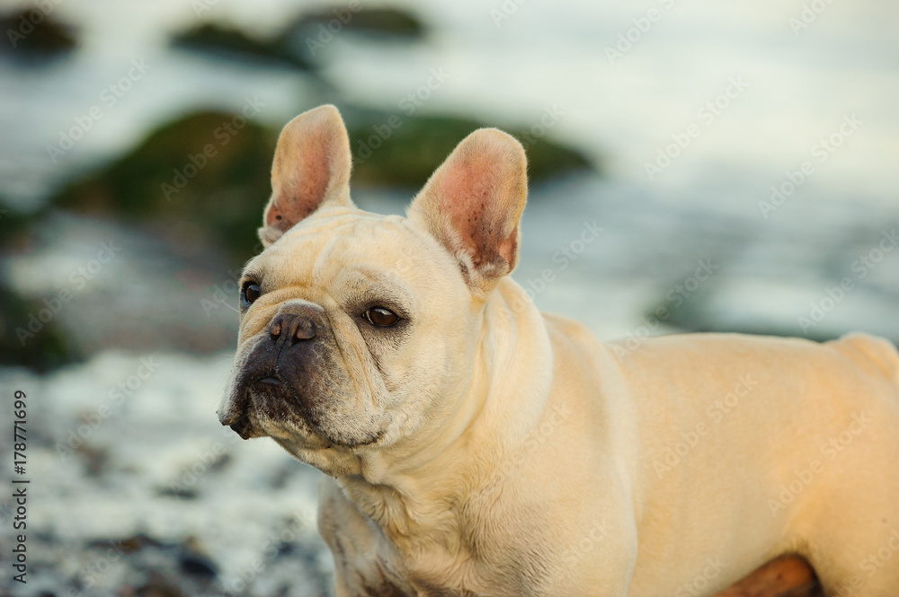 Cream French Bulldog on rocky beach