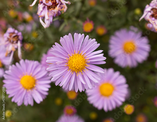 small chrysanthemums