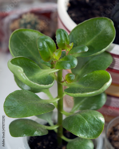 Close up of Kalanchoe calandiva growing on window sill as indoor plant, ornamental evergreen succulent plant with fleshy leaves