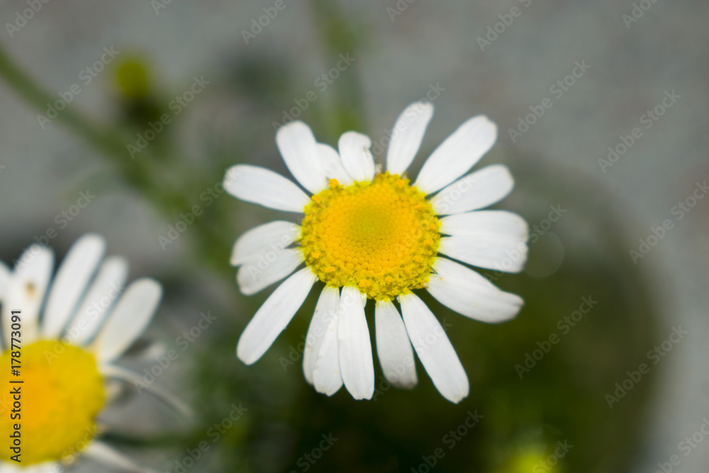 Fototapeta premium Small Daisy flower