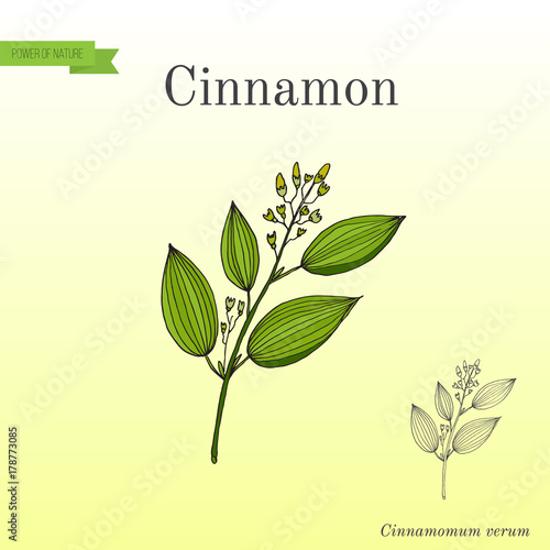 Cinnamomum verum, spice
