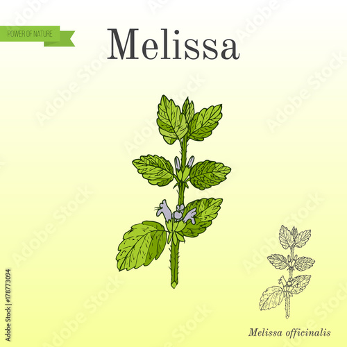 Melissa, known as lemon balm, aromatic kitchen and medicinal herb