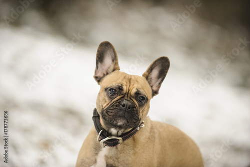 French Bulldog portrait in snow