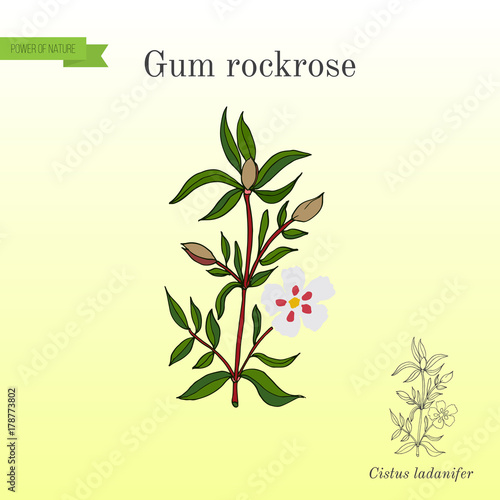 Gum rockrose or labdanum, common gum cistus photo