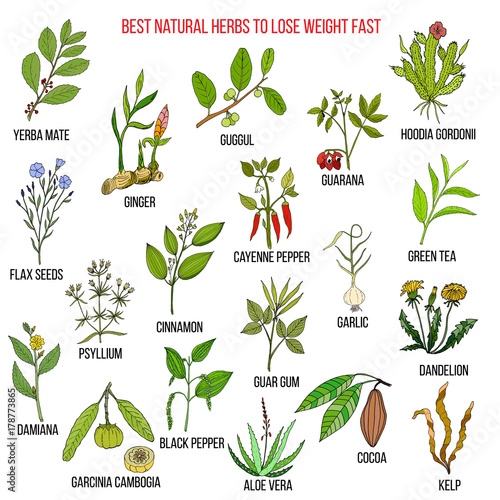 Best natural herbs for fast lose weight