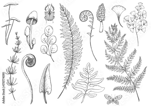 Vector floral set