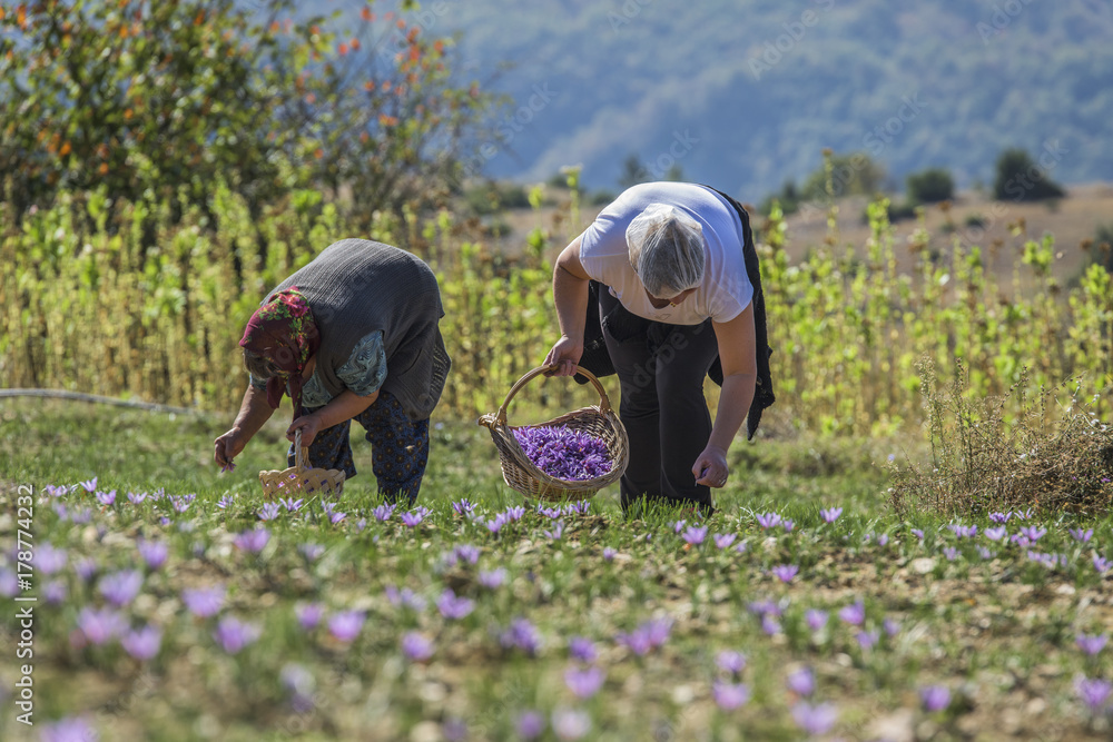 Workers with basket gathering saffron flowers during saffron harvesting season
