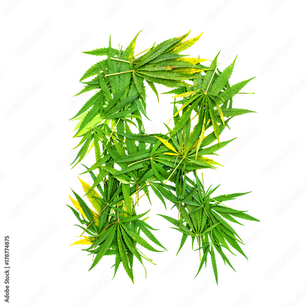 Letter R made of green cannabis leaves on a white background. Isolated Letter R made of green cannabis leaves on a white background. Isolated