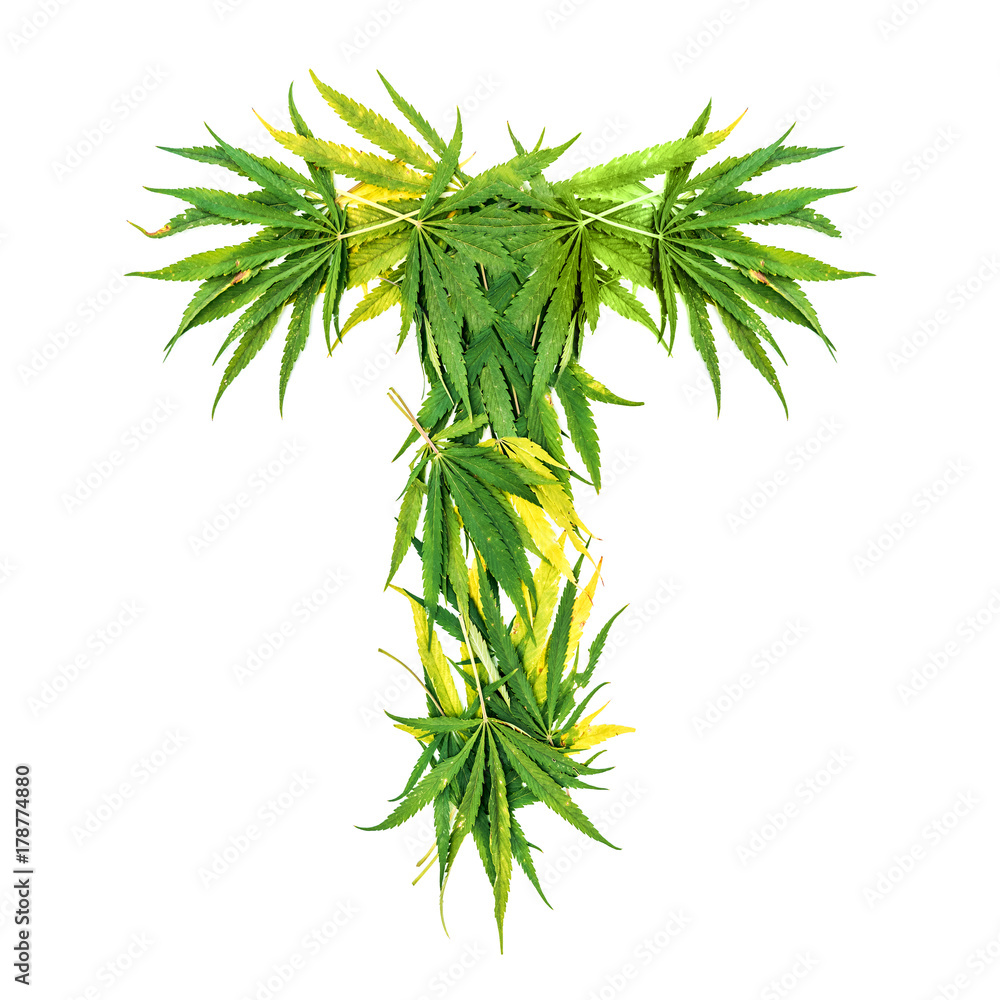 Letter T made of green cannabis leaves on a white background. Isolated