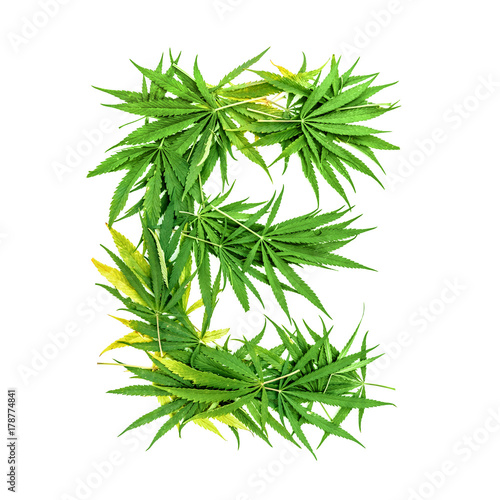 Letter E made of green cannabis leaves on a white background. Isolated