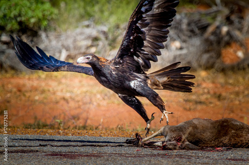 Wedge Tailed Eagle disturbed from carrion