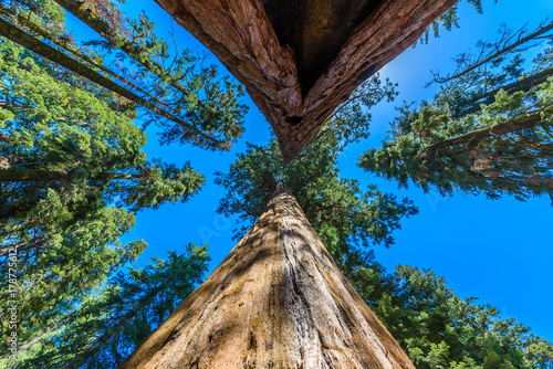 Giant sequoia forest - the largest trees on Earth in Sequoia National Park, California, USA
