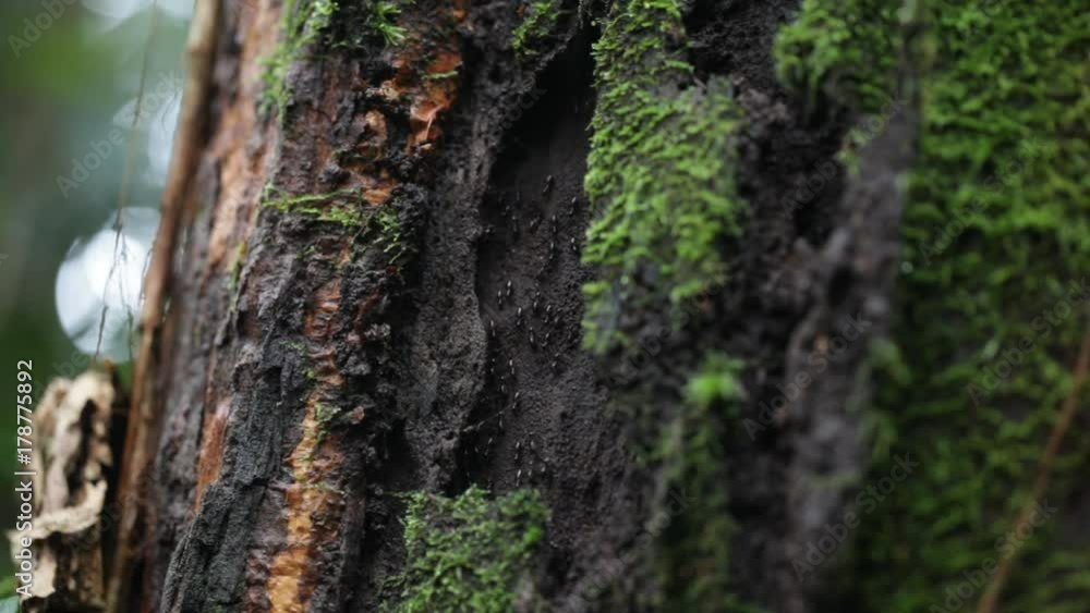 close up of ant in rain forest close up of ant in rain forest