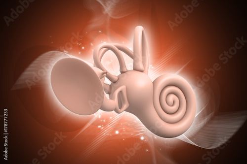 3d rendered inner ear isolated on color  background