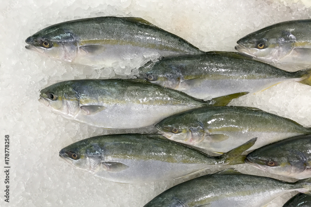 Hamachi fish in the ice for cooking. Hamachi fish in the ice for cooking.