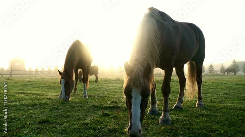 Beautiful landscape horses eating grass on pasture on sun rays background