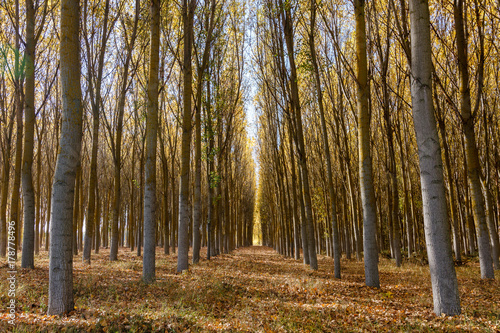 Bosque de chopos en oto  o. Populus canadensis.  