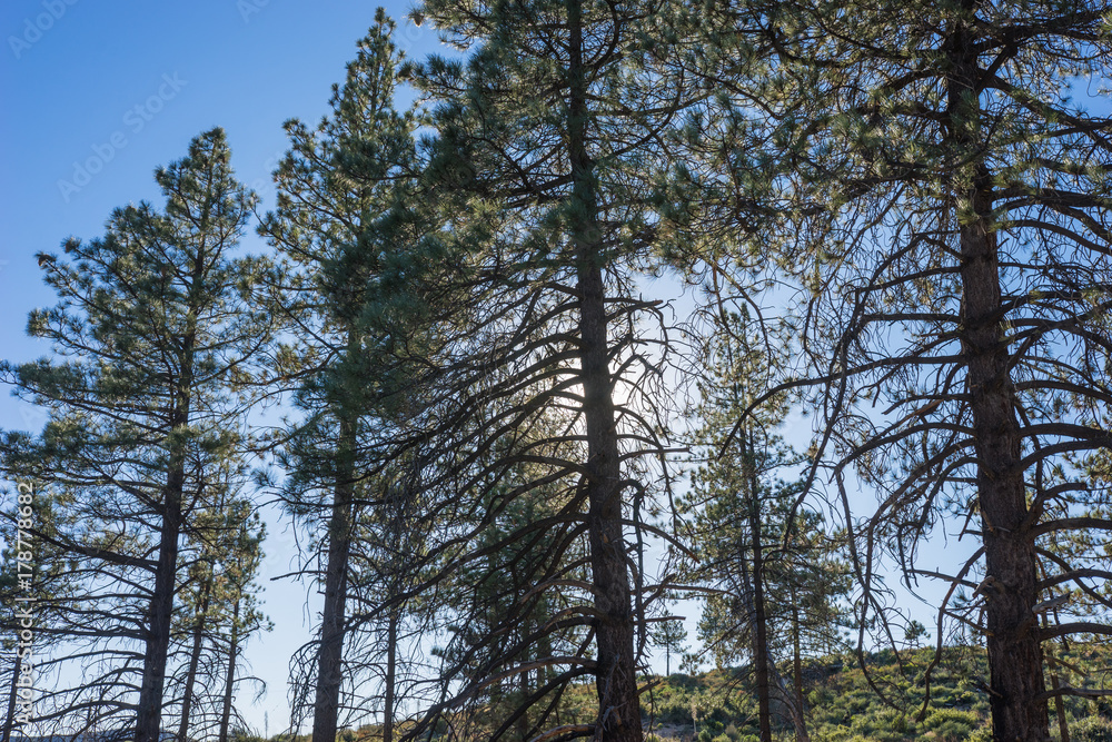 Pine tree trunks stand on the top of a mountain ridge in the San Gabriels of Los Angeles County. Pine tree trunks stand on the top of a mountain ridge in the San Gabriels of Los Angeles County.
