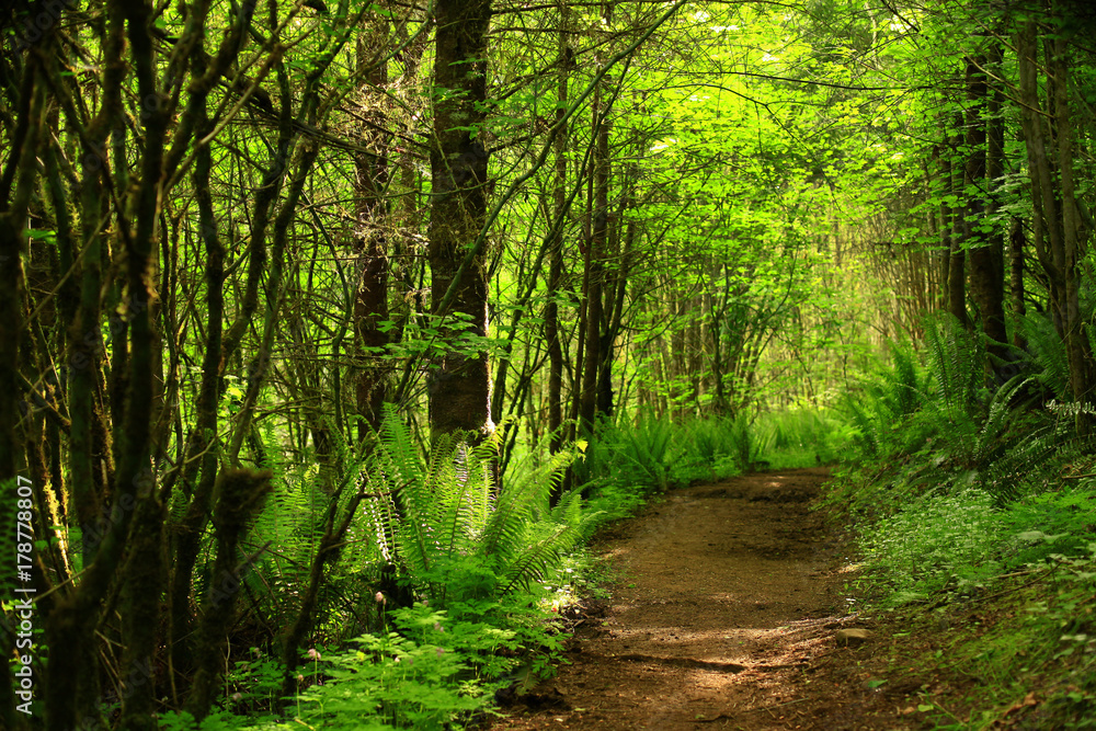 a picture of an Pacific Northwest forest trail