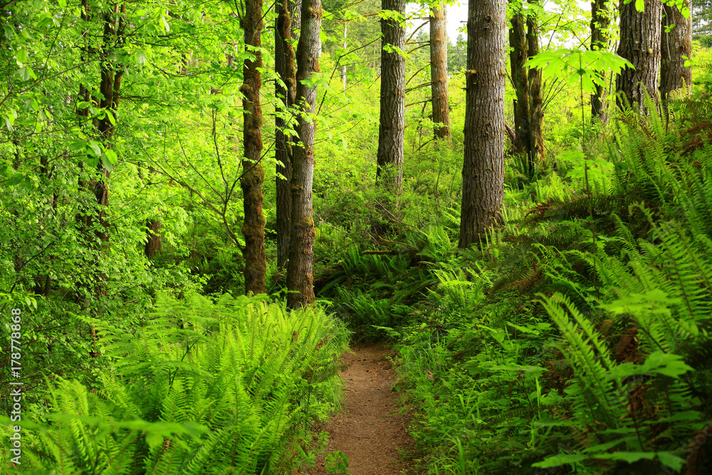a picture of an Pacific Northwest forest with a second growth Douglas fir tree a picture of an Pacific Northwest forest with a second growth Douglas fir tree