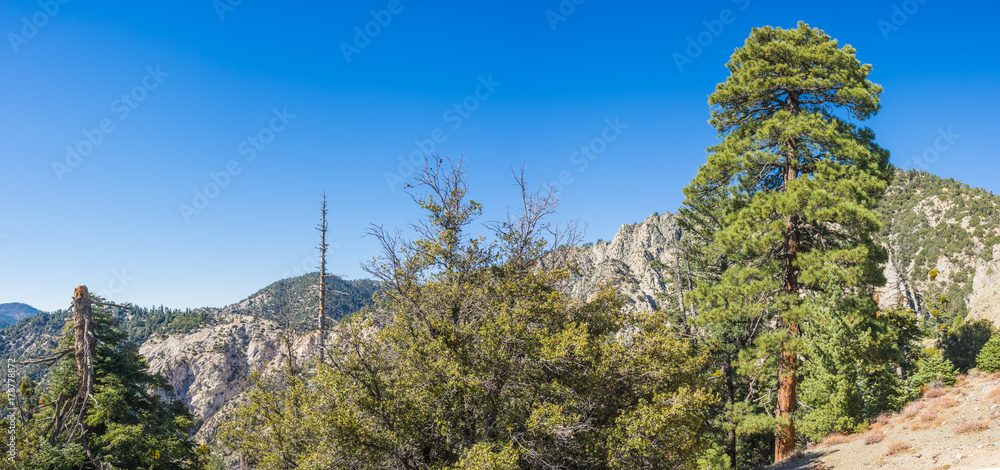 Green pine trees cling to a mountainside in the San Gabriel Mountains of southern California. Green pine trees cling to a mountainside in the San Gabriel Mountains of southern California.