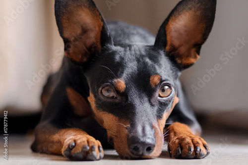 the dwarf pinscher looks into the eyes. Portrait of a dog photo
