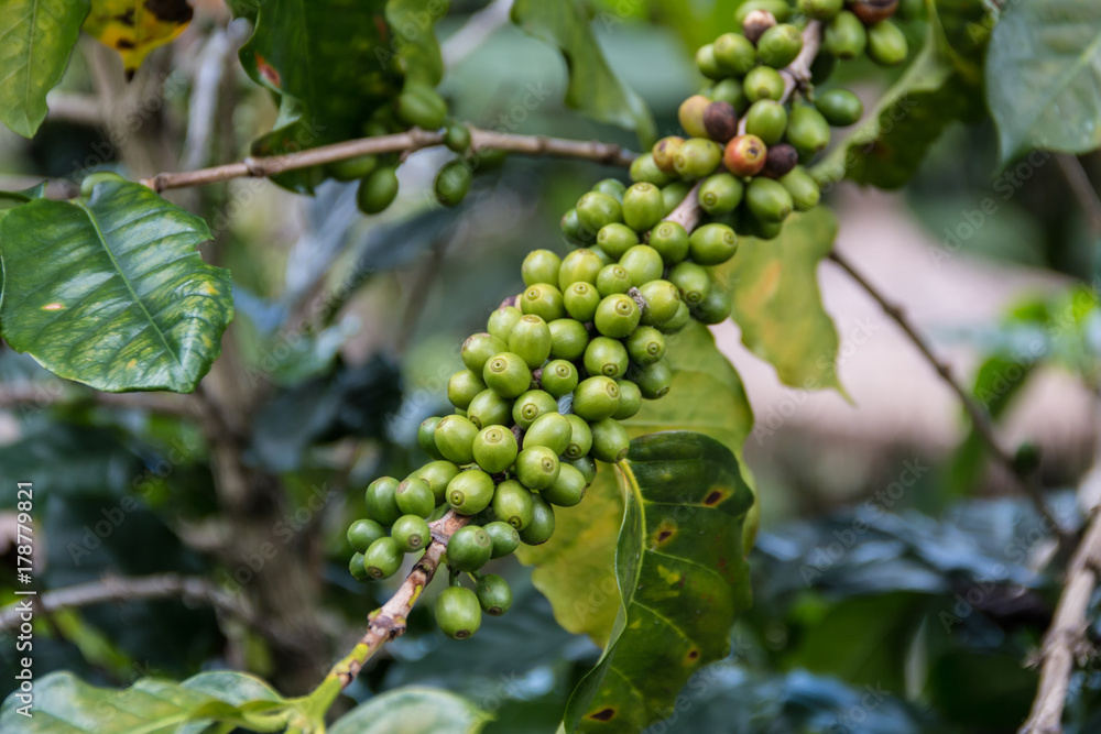 Fresh green Coffee beans ripening on a tree in Chiangmai province ,The North of Thailand. Fresh green Coffee beans ripening on a tree in Chiangmai province ,The North of Thailand.