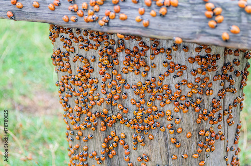Lots of lady bugs on a wooden bench
