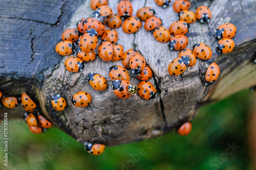 Lots of lady bugs on a wooden bench