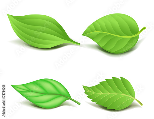 Collection of Realistic Green Leaves Set. Vector