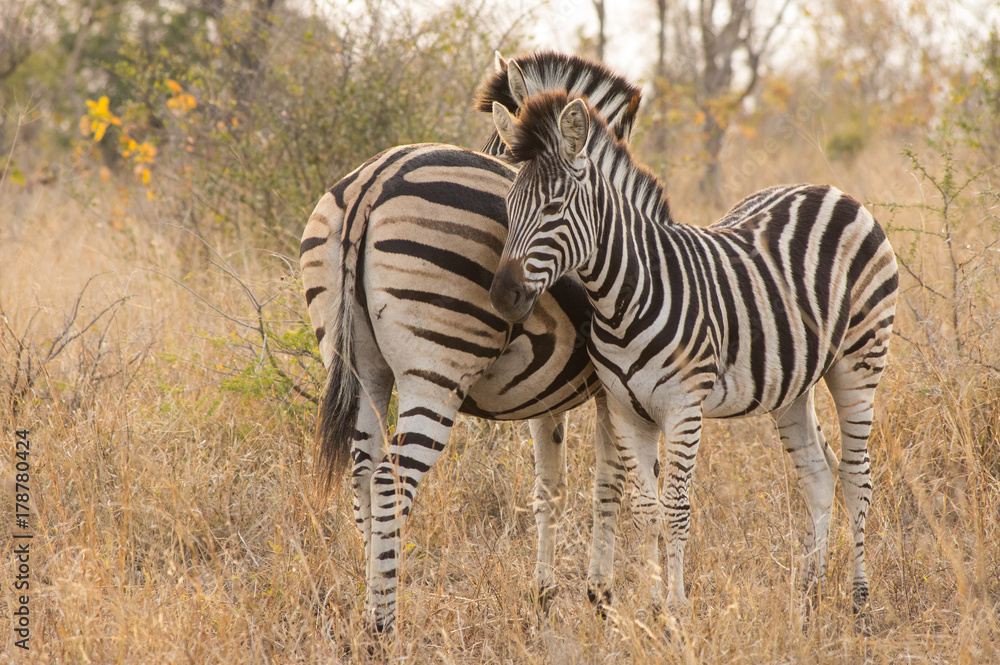 Obraz premium Zebra