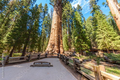 General Sherman Tree - the largest tree on Earth, Giant Sequoia Trees in Sequoia National Park, California, USA photo