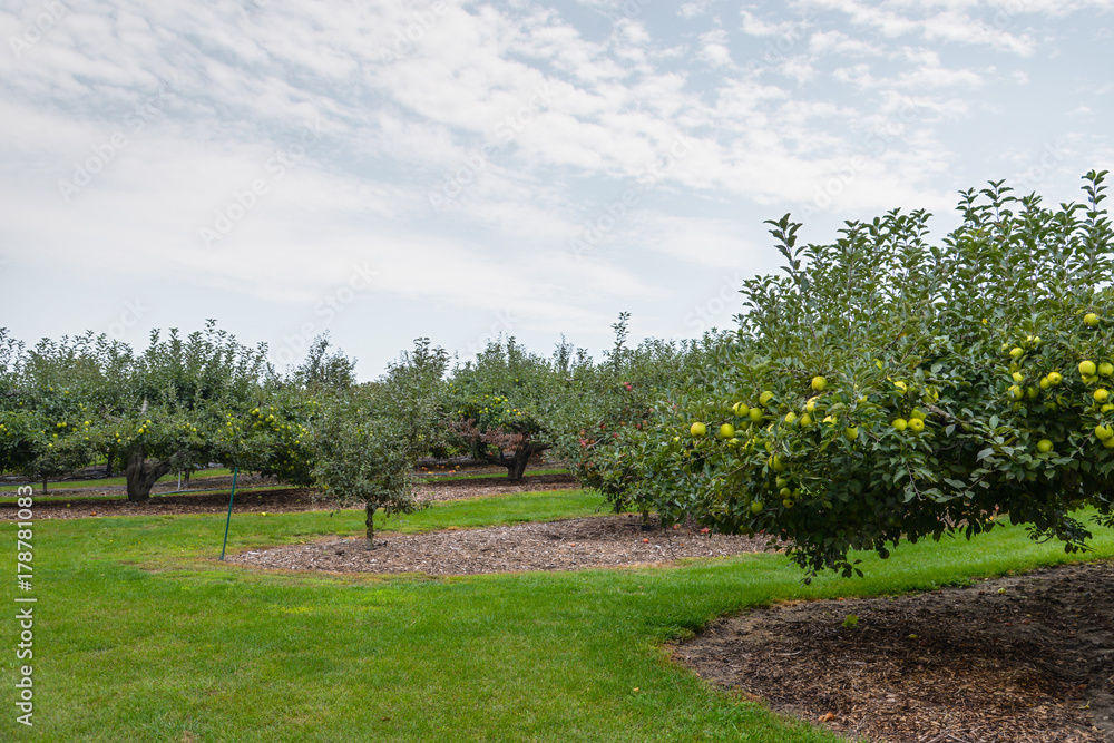 Apples tree plantation Apples tree plantation