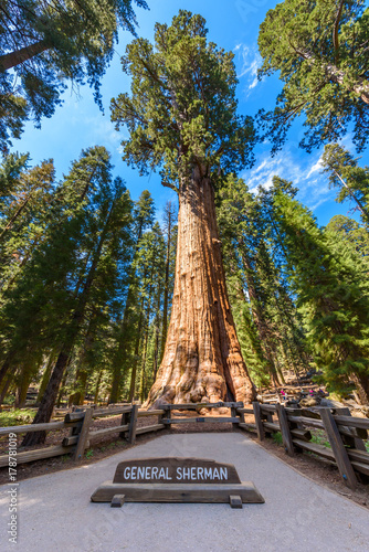 Fototapeta Naklejka Na Ścianę i Meble -  General Sherman Tree - the largest tree on Earth, Giant Sequoia Trees in Sequoia National Park, California, USA