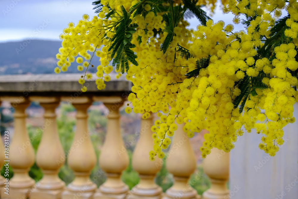 Branche d'arbre de mimosa en fleurs. Village de Bormes-les-Mimisas, France.
