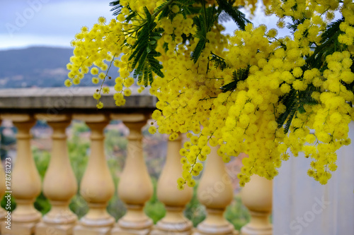 Obraz na płótnie Branche d'arbre de mimosa en fleurs. Village de Bormes-les-Mimisas, France. w salonie