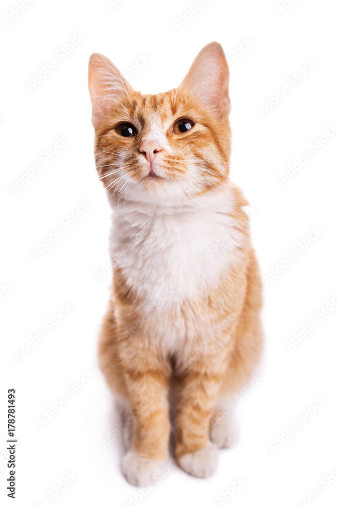 red interested cat red interested cat