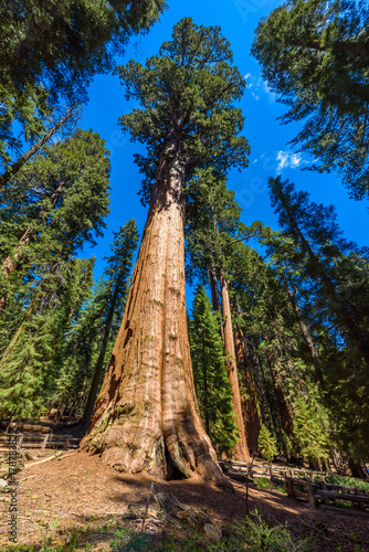 General Sherman Tree - the largest tree on Earth, Giant Sequoia Trees in Sequoia National Park, California, USA © Simon Dannhauer